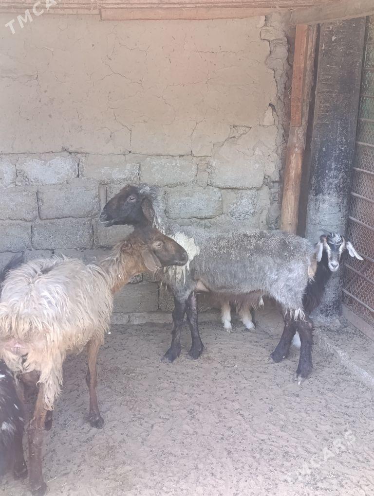 GOÝUN - Hitrowka - img 1