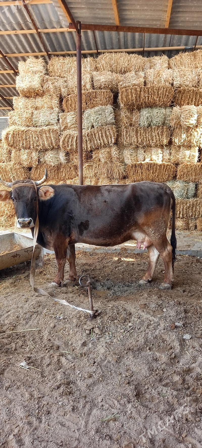 Sygyr goleli - Гёкдепе - img 1