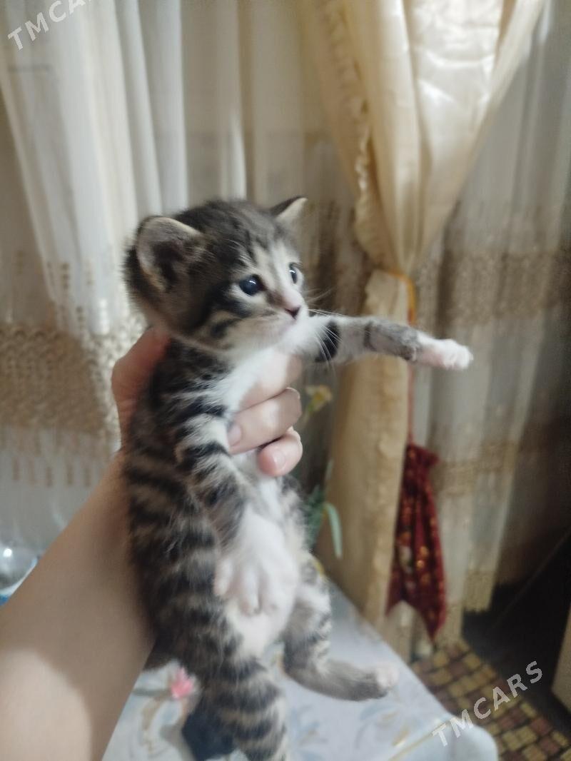 домашнее животное - Balkanabat - img 1