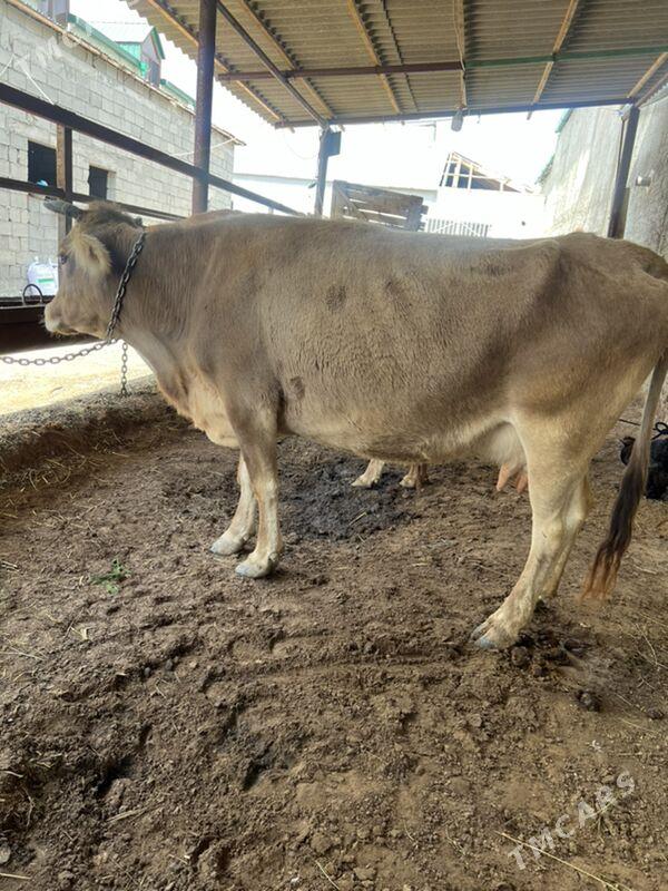 goleli Sygyr - Чоганлы - img 1