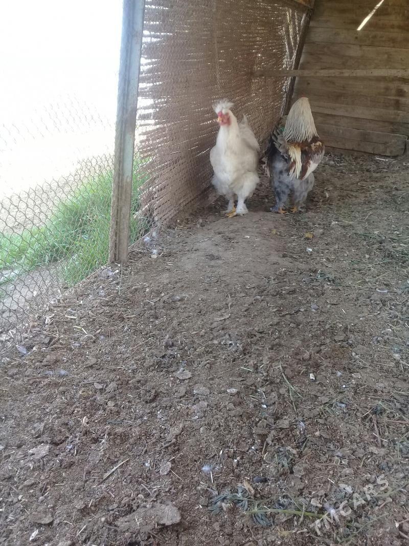 Horaz - Мары - img 1