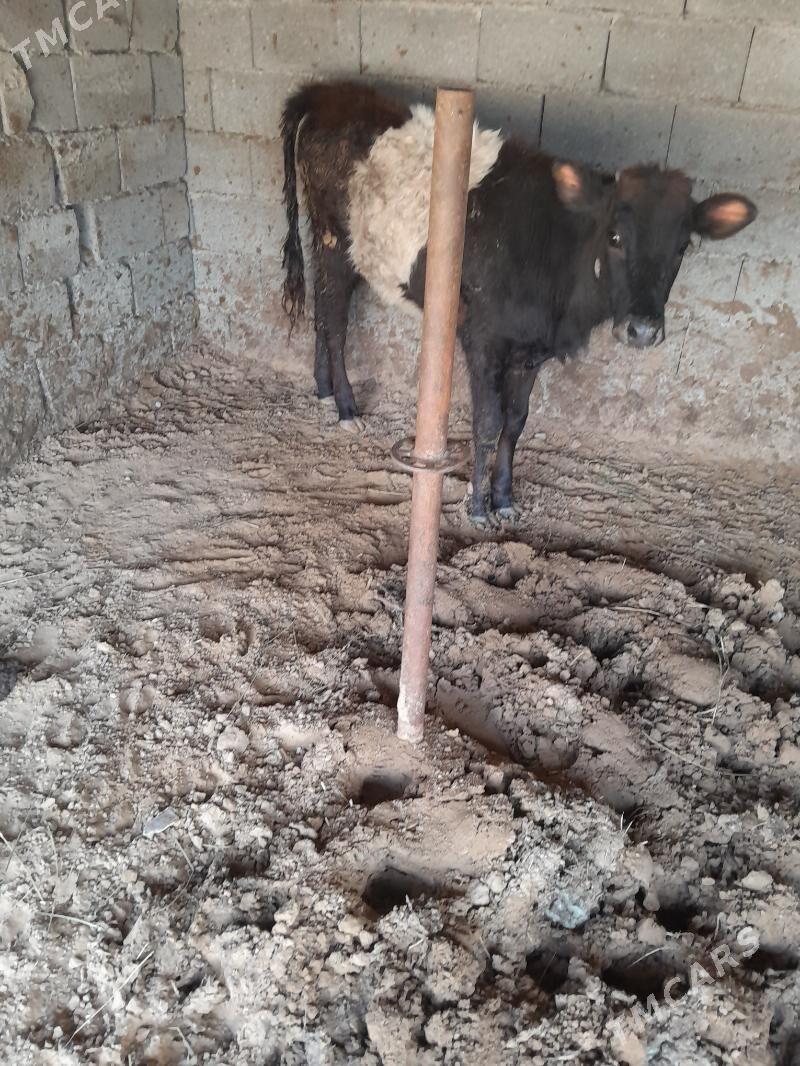 tuwe - Änew - img 1