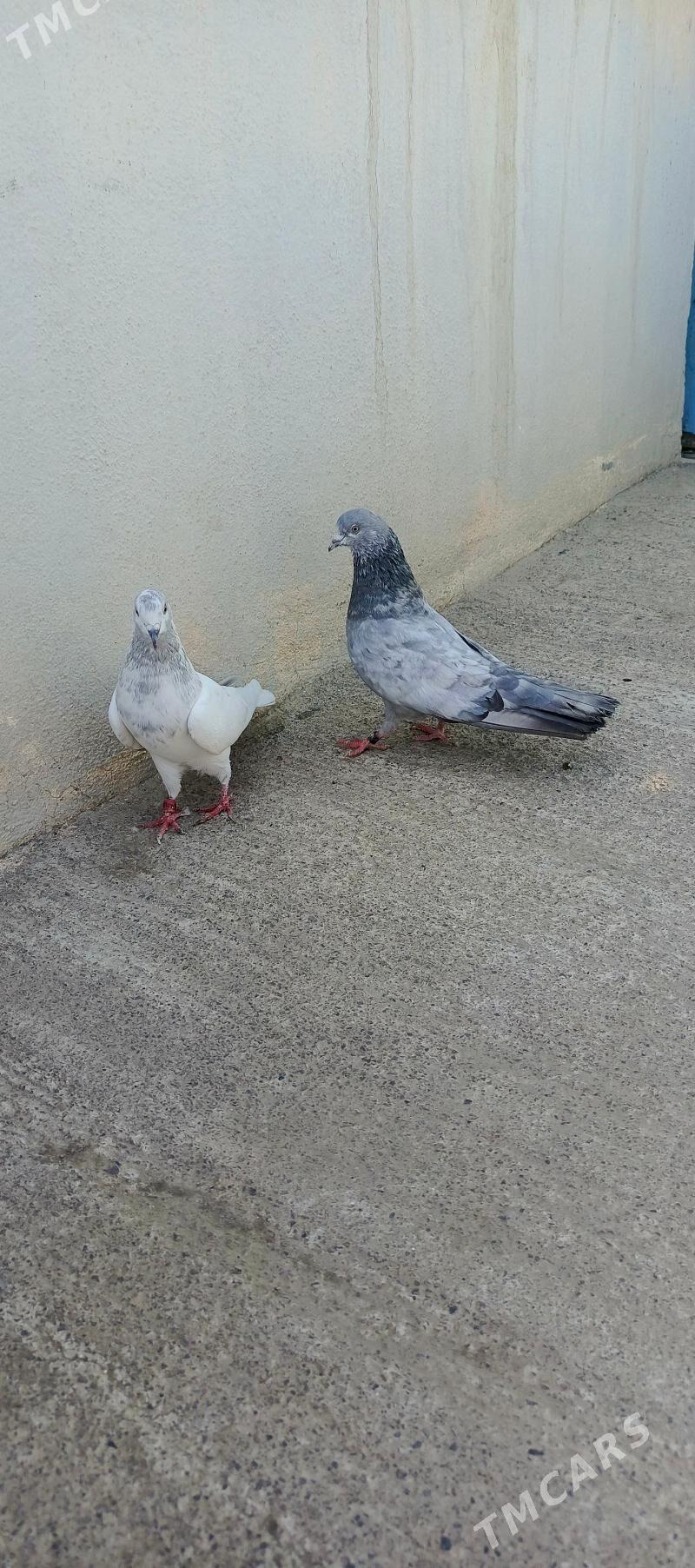 kepderi - Хитровка - img 1