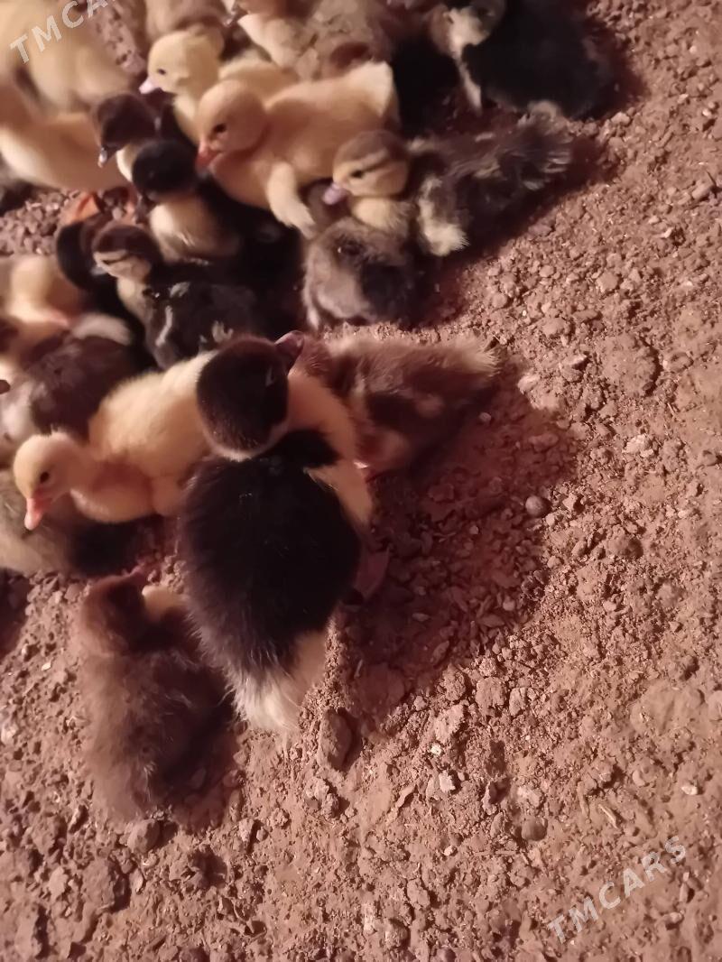 ördek juje - Murgap - img 1