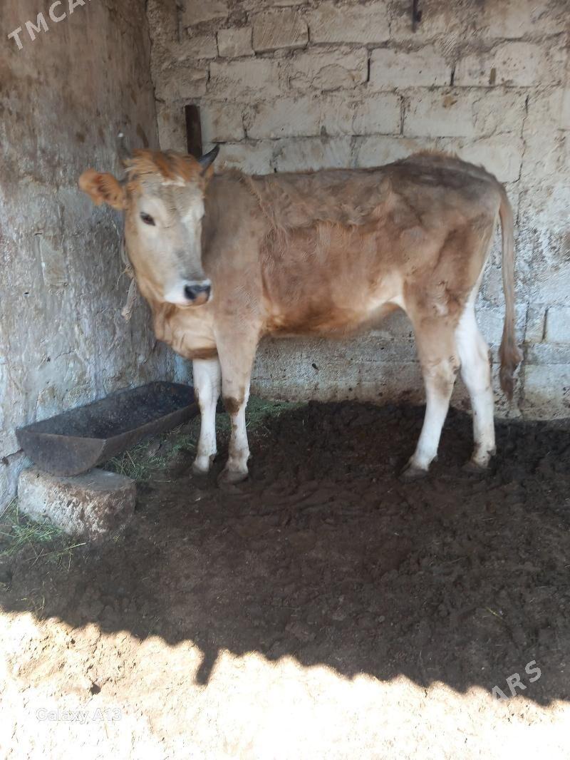 swet tuwe - Balkanabat - img 1