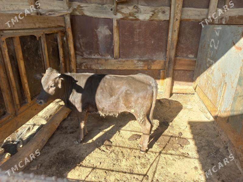 Tuwe - Aşgabat - img 1