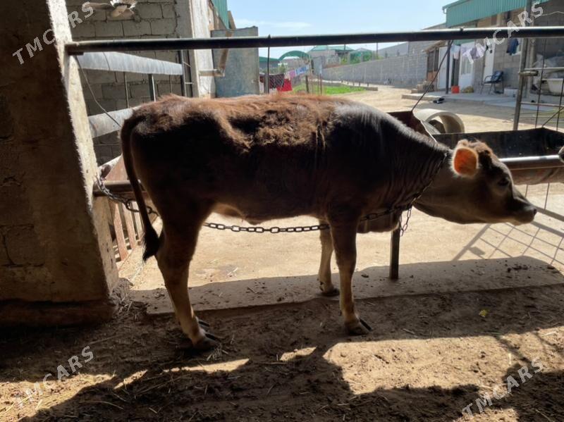 tuwe - Änew - img 1