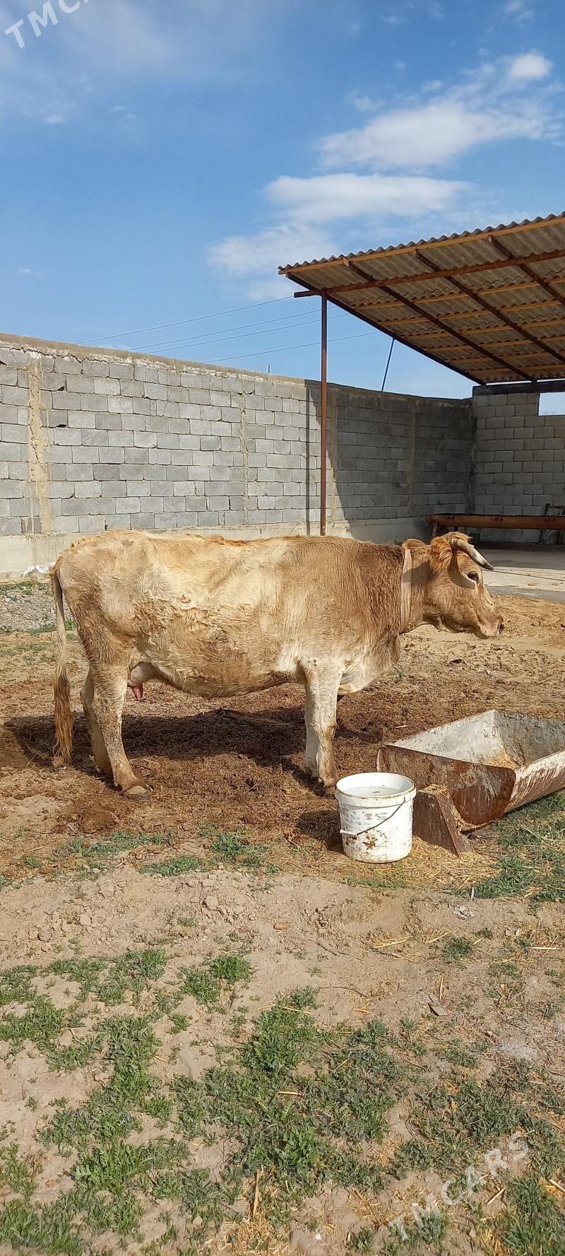 sygyr goleli - Gökdepe - img 1