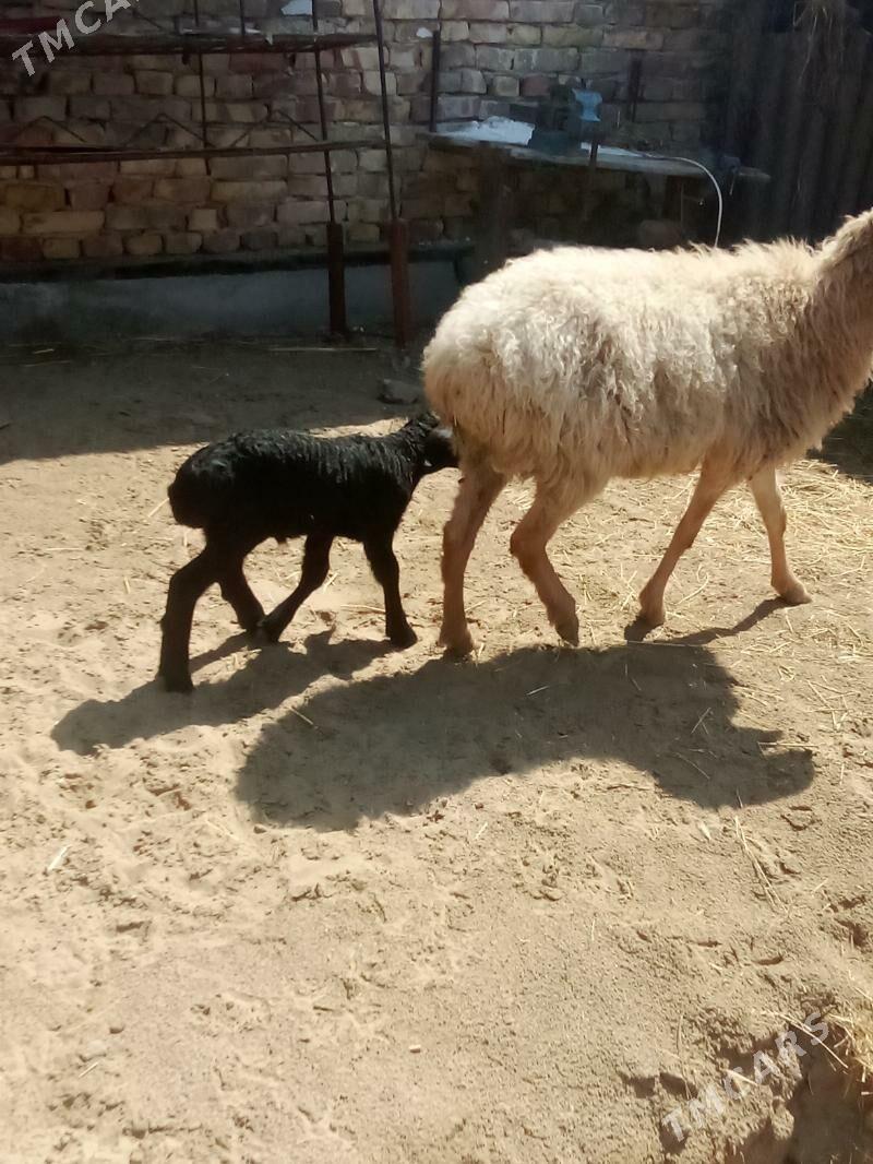 гузулы гойун - Türkmenabat - img 1