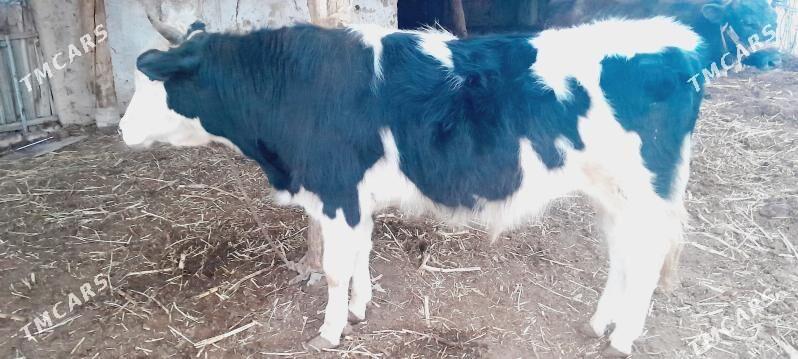 Golşteýn öküz - Кёнеургенч - img 1