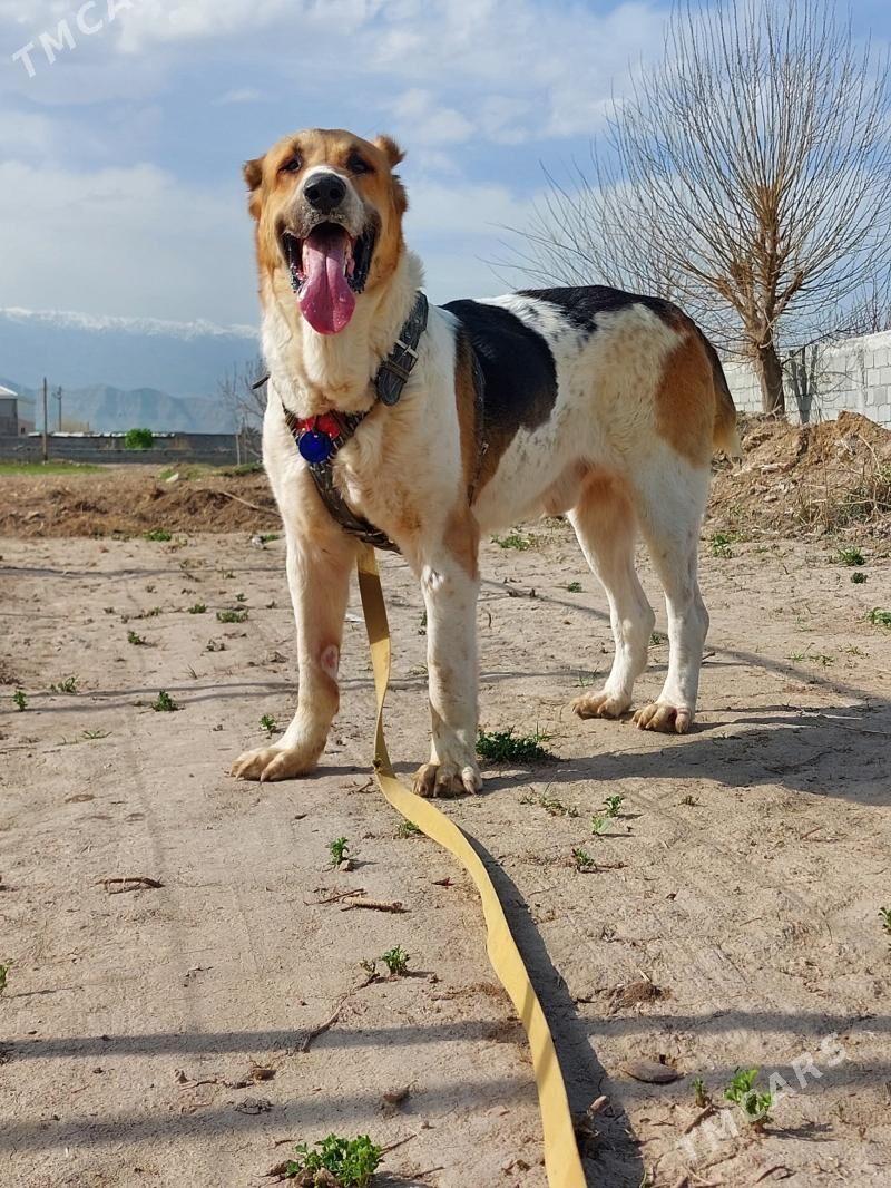 turkmen alwaylar - Ашхабад - img 1