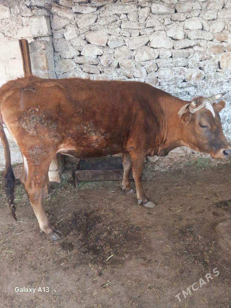 goleli sygyr - Balkanabat - img 1