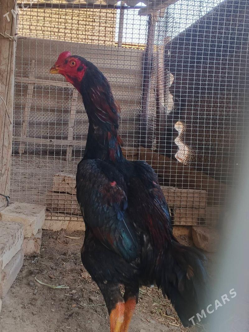 Horaz bayes - Mary - img 1