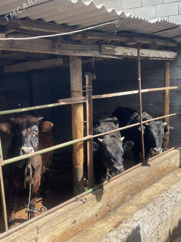 okuz - Bagyr - img 1