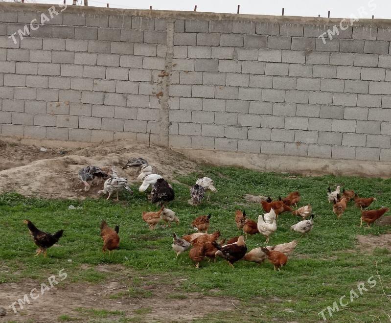 Induk owgan paroda - Gökdepe - img 1