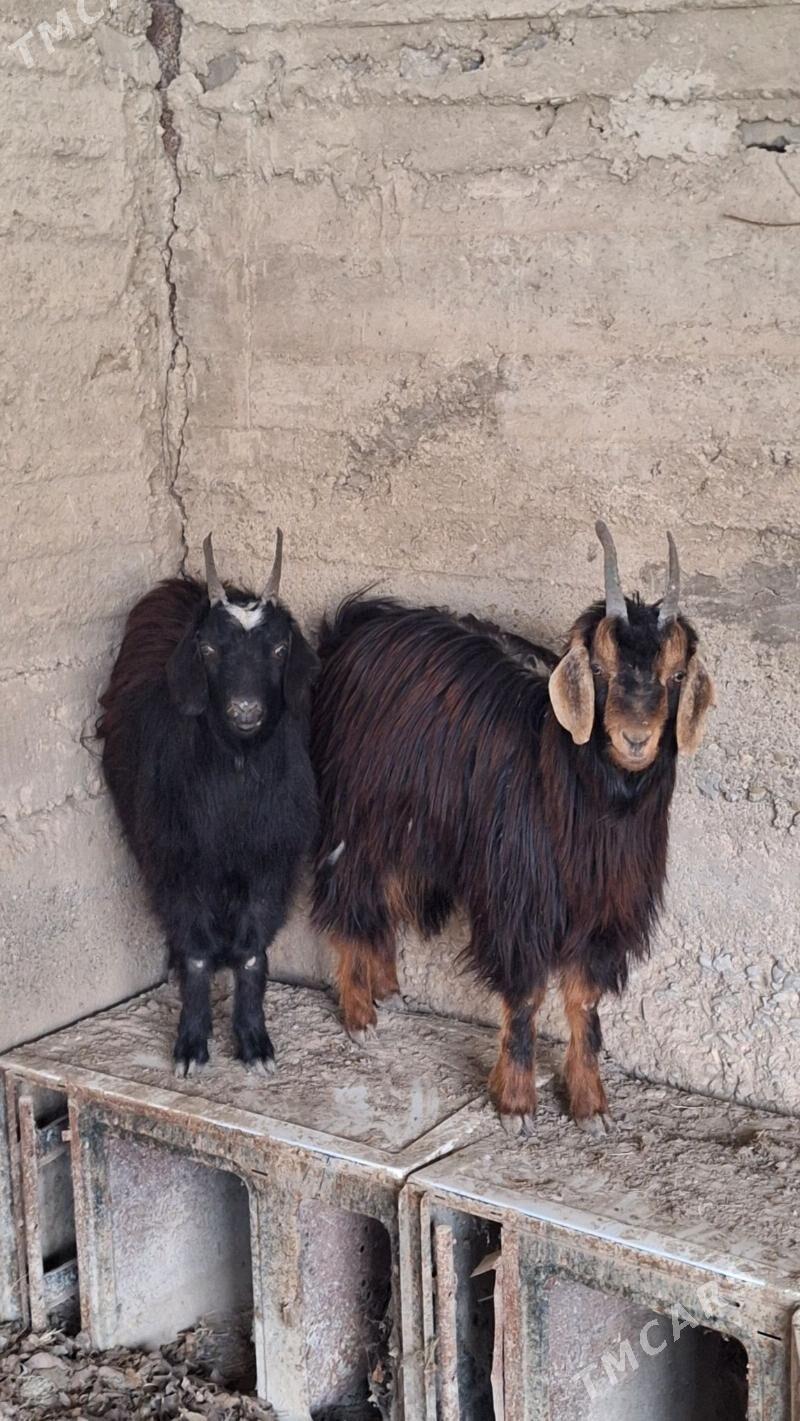 Mallar geci cewis - Änew - img 1