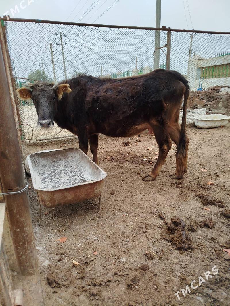 Sygr - Etrek - img 1