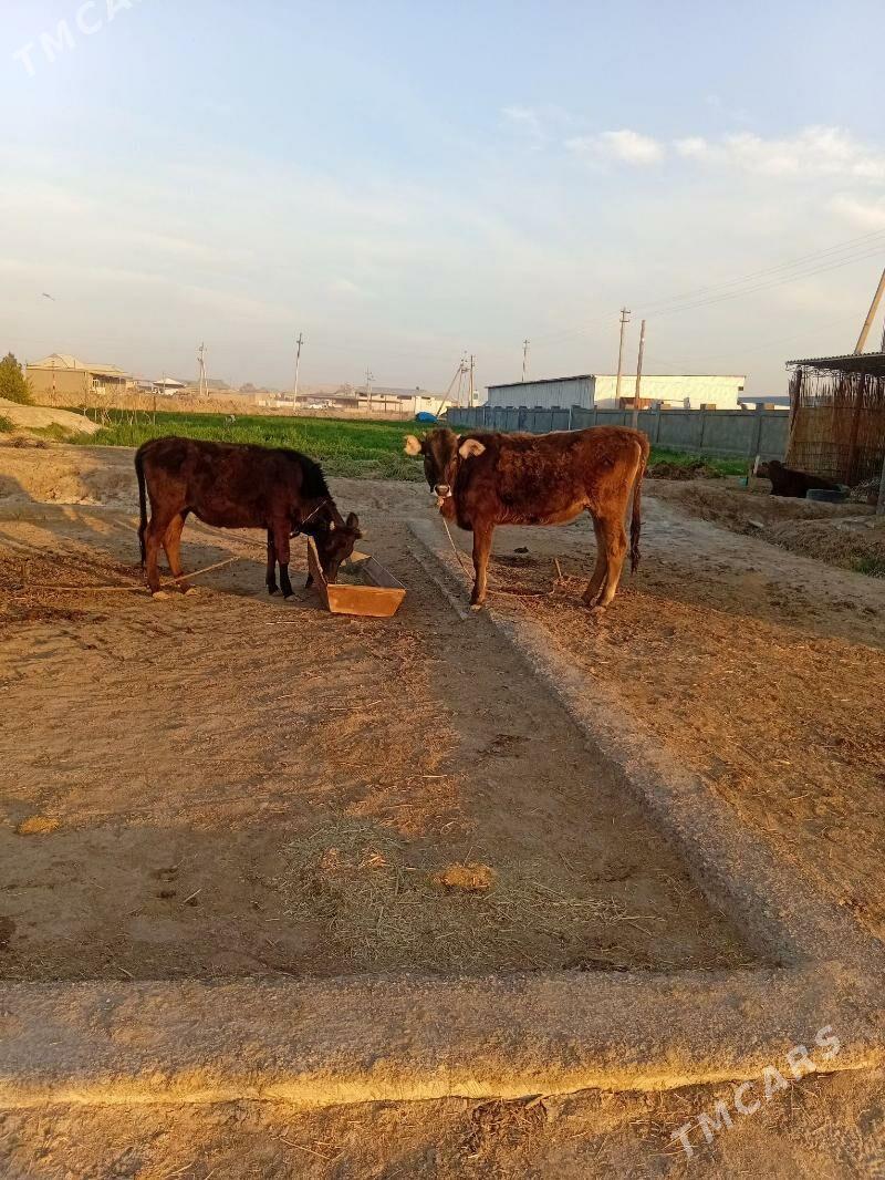 gulajyn - Murgap - img 1