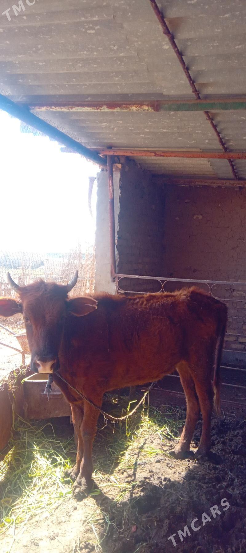 tuwe - Babadaýhan - img 1