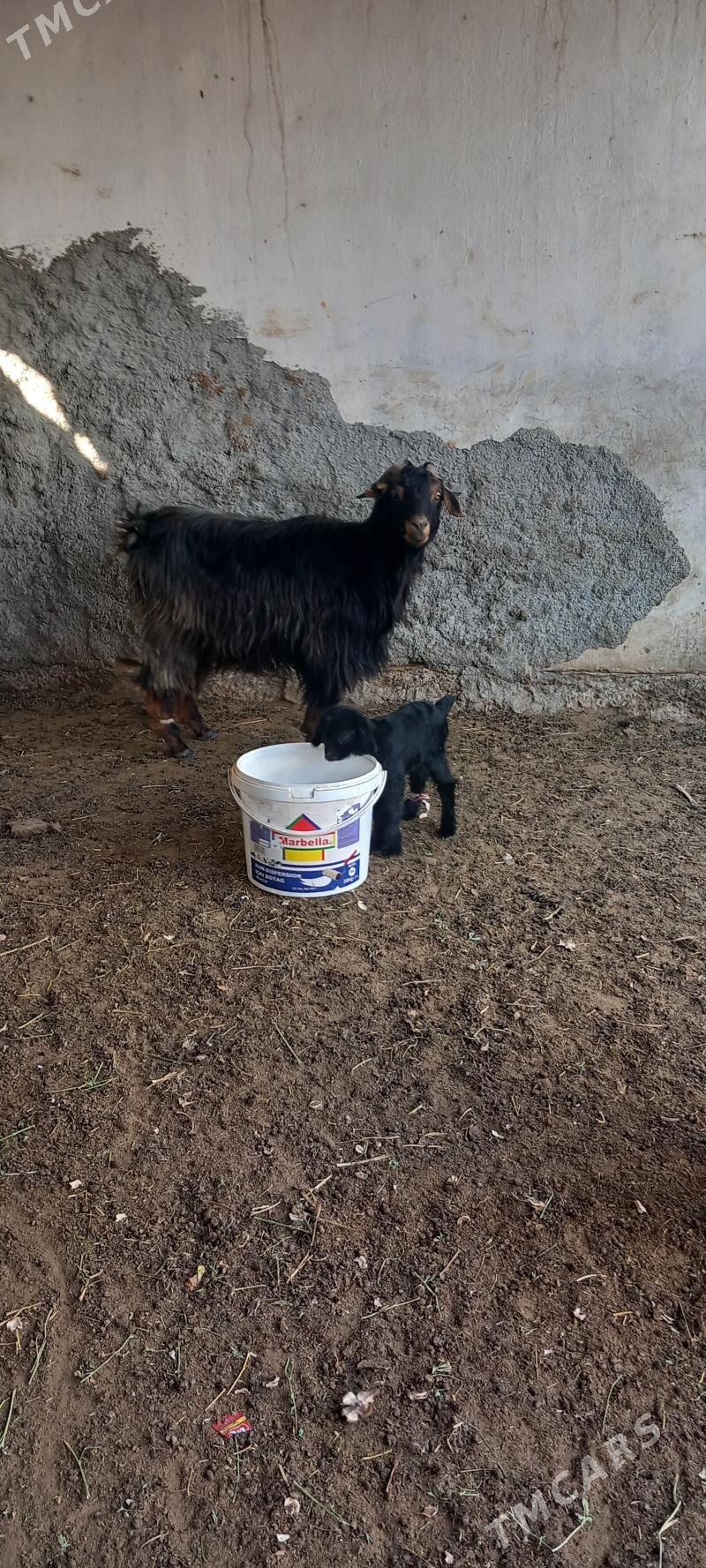 geci owlak - Ашхабад - img 1