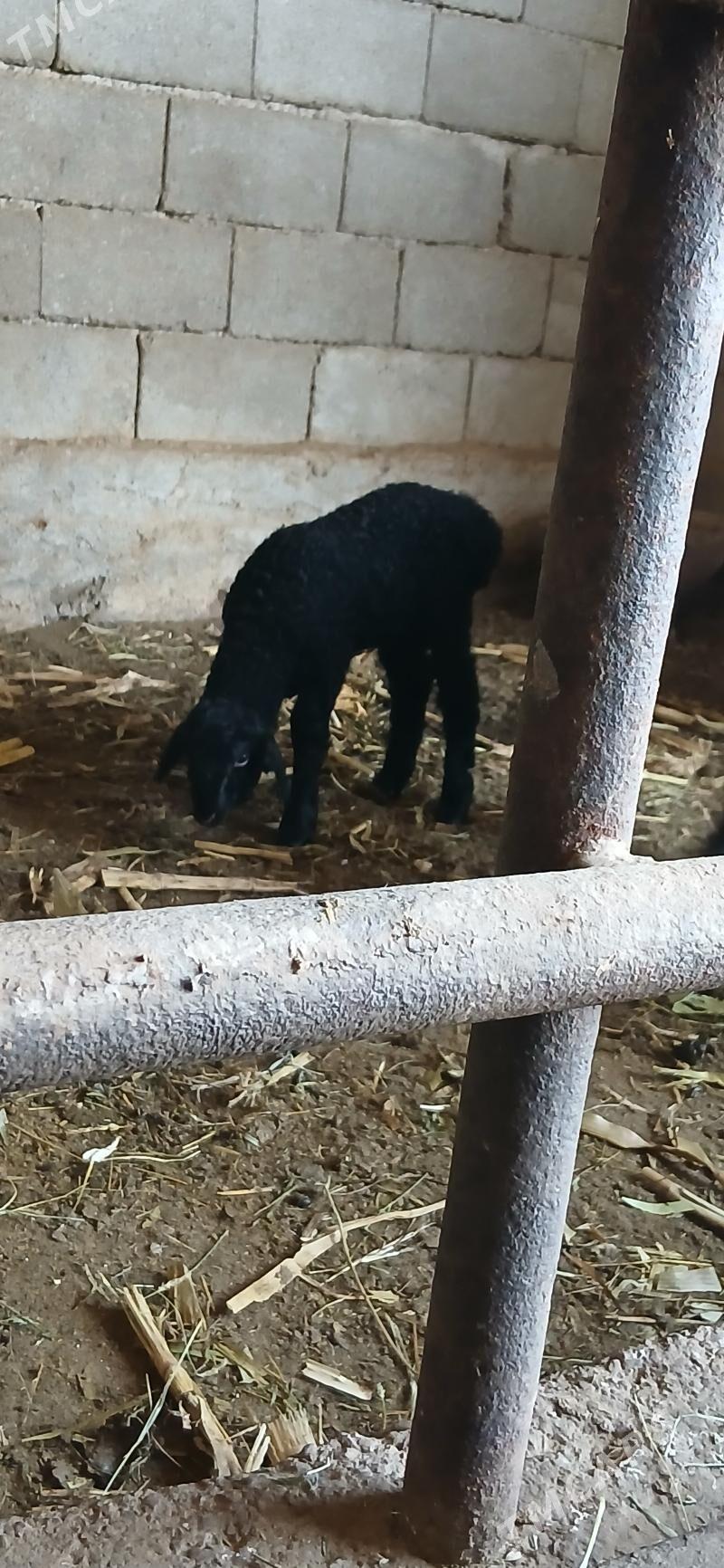 guzuly goýun - Бузмеин - img 1