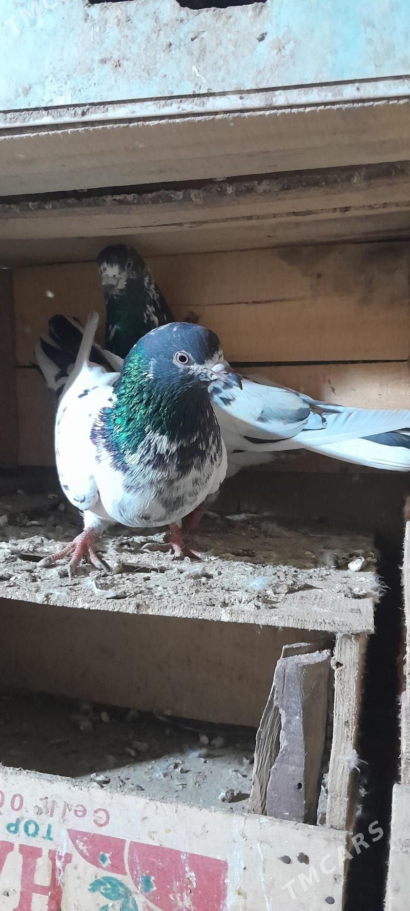 kepderi - Мары - img 1