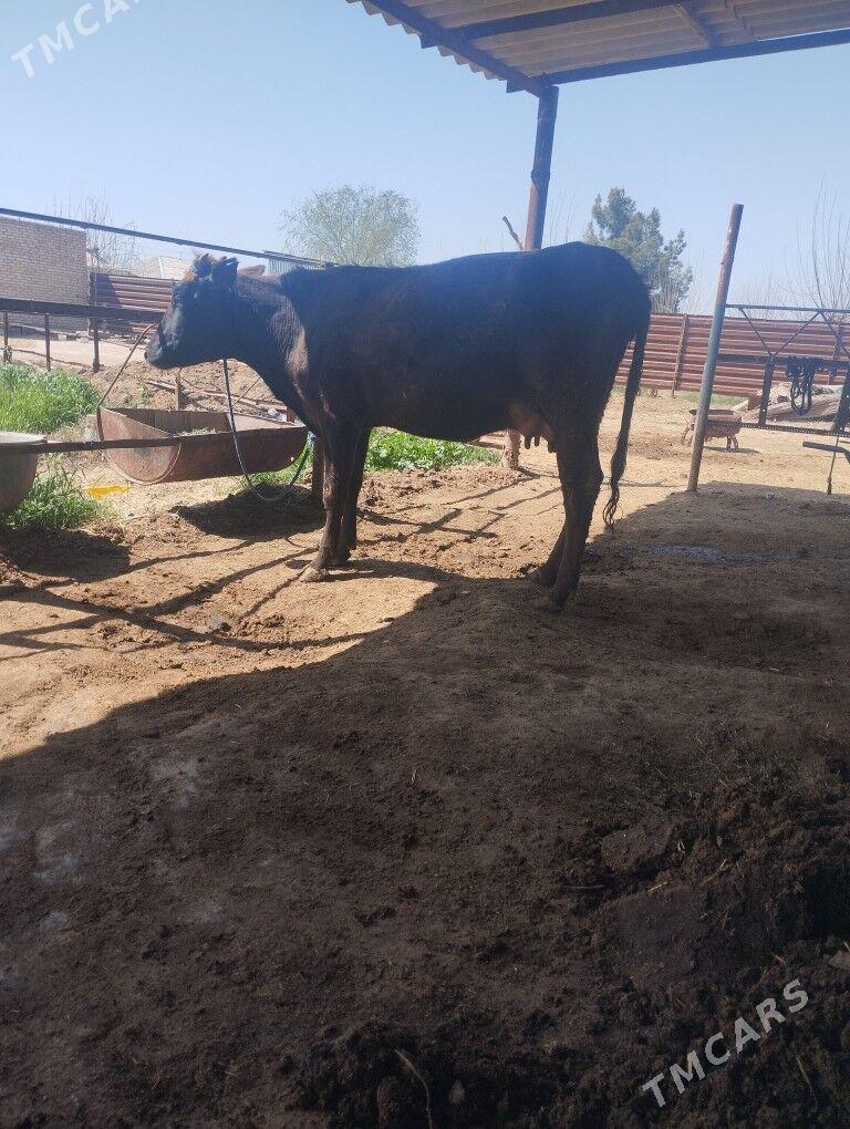 goleli sygyr - Векильбазар - img 1