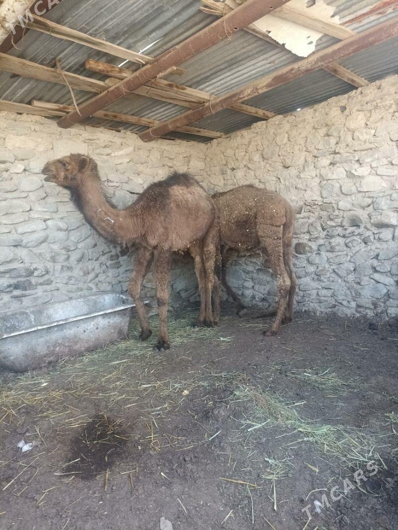 Torum - Берекет - img 1