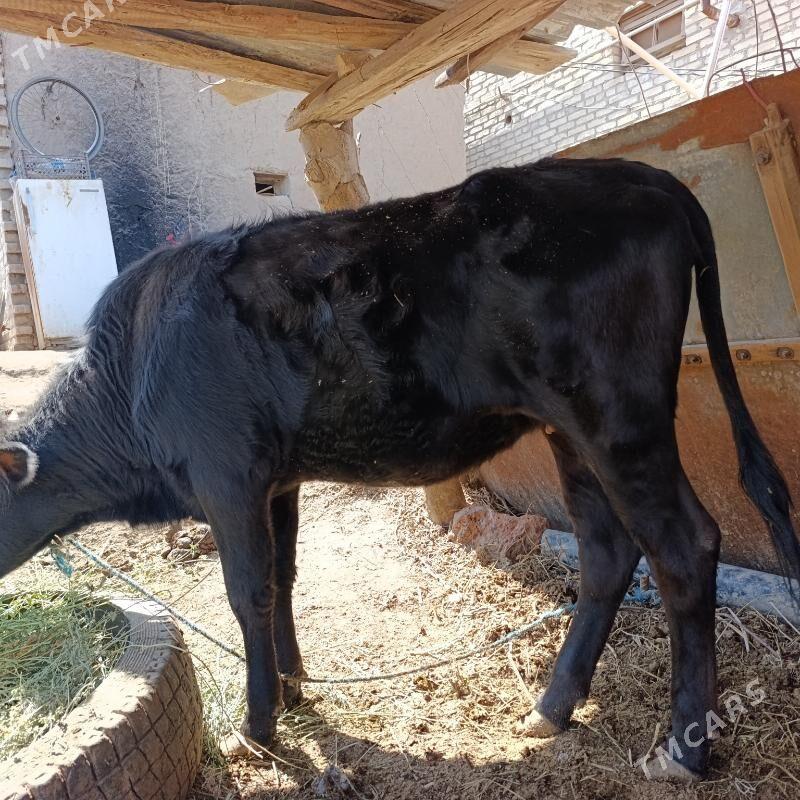 iki sany gara unajyn - Çärjew - img 1