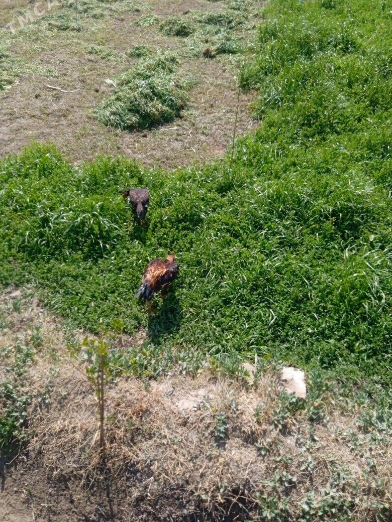 Baysy horaz - Чарджоу - img 1