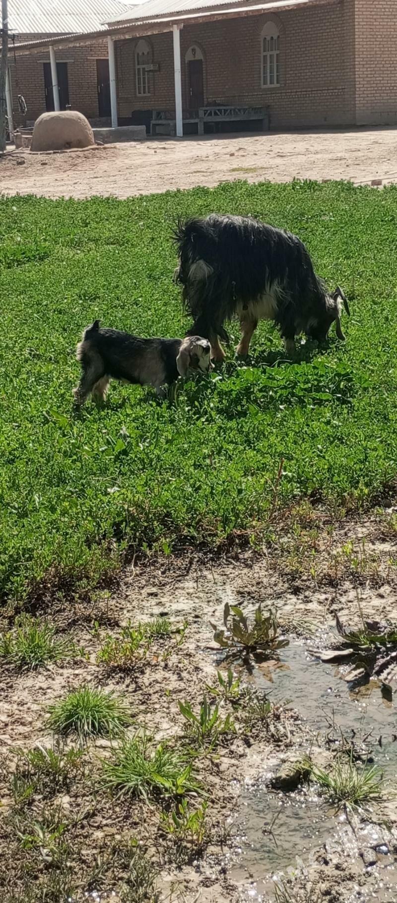 Olakly geçi - Wekilbazar - img 1