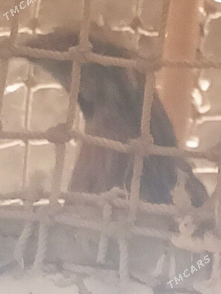 бедена.сайриди - Gurbansoltan Eje - img 1