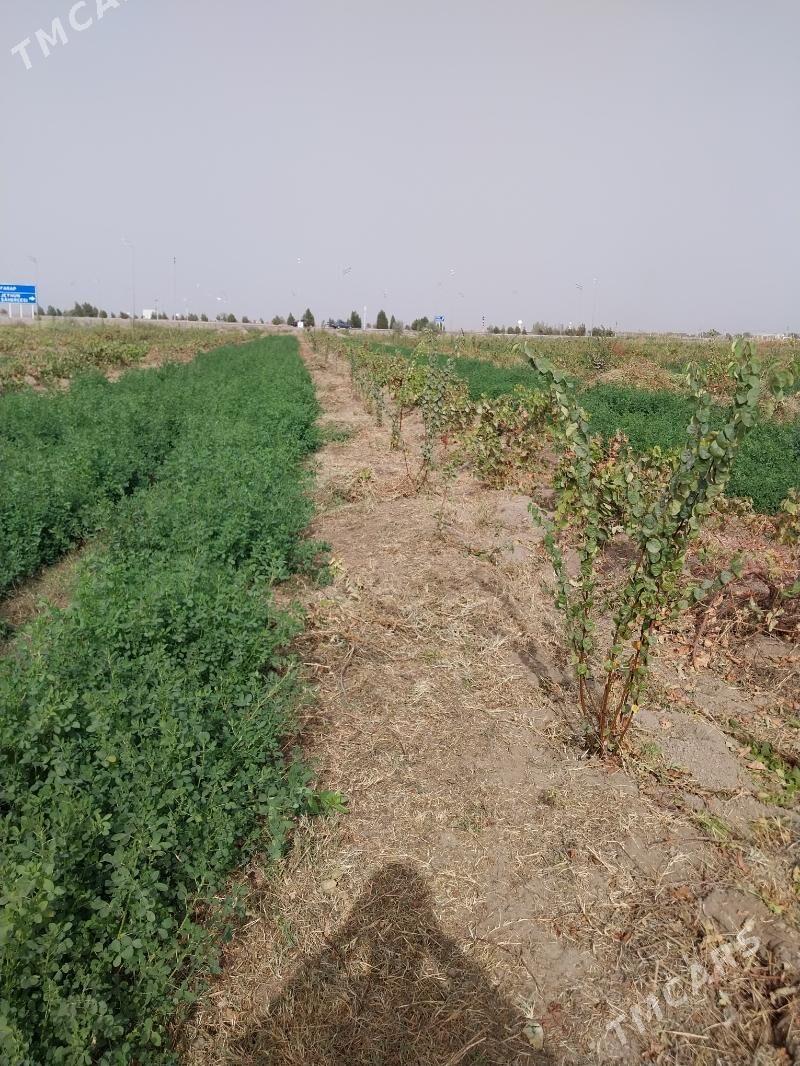 bag - Фарап - img 1