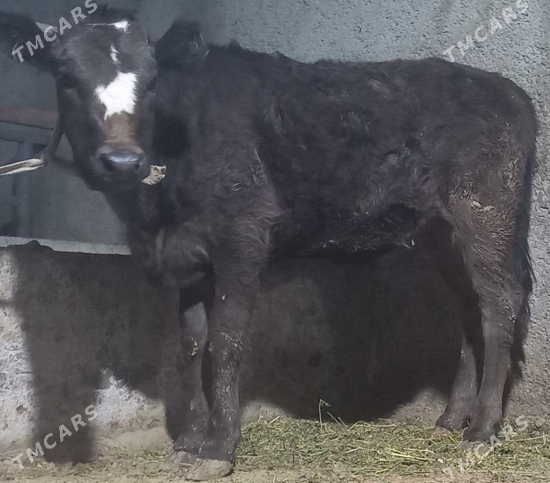 tuwe - Büzmeýin - img 1