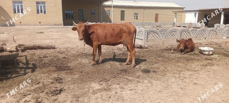 goleli sygyr - Мары - img 1