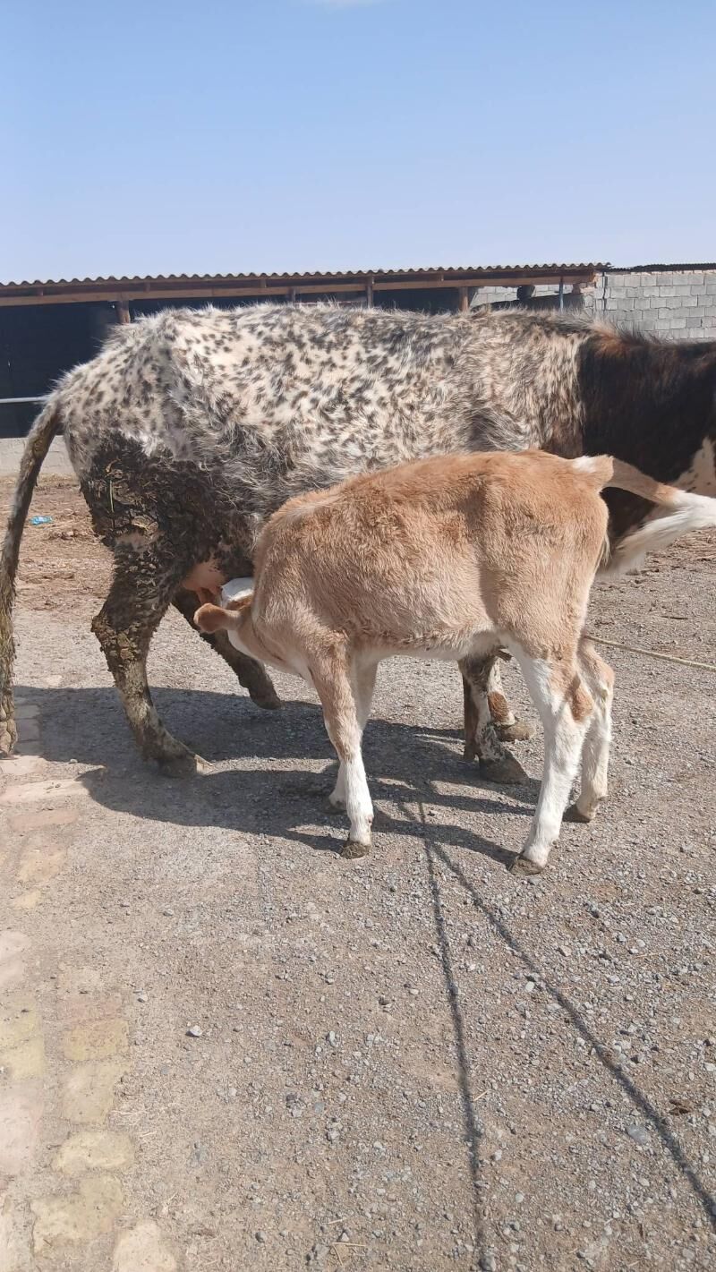 goleli sygyr - Анев - img 1