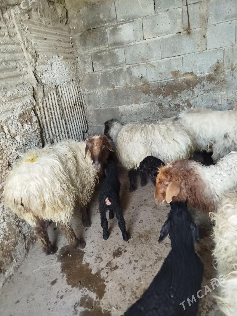 Guzuly goýyn - Янбаш - img 1