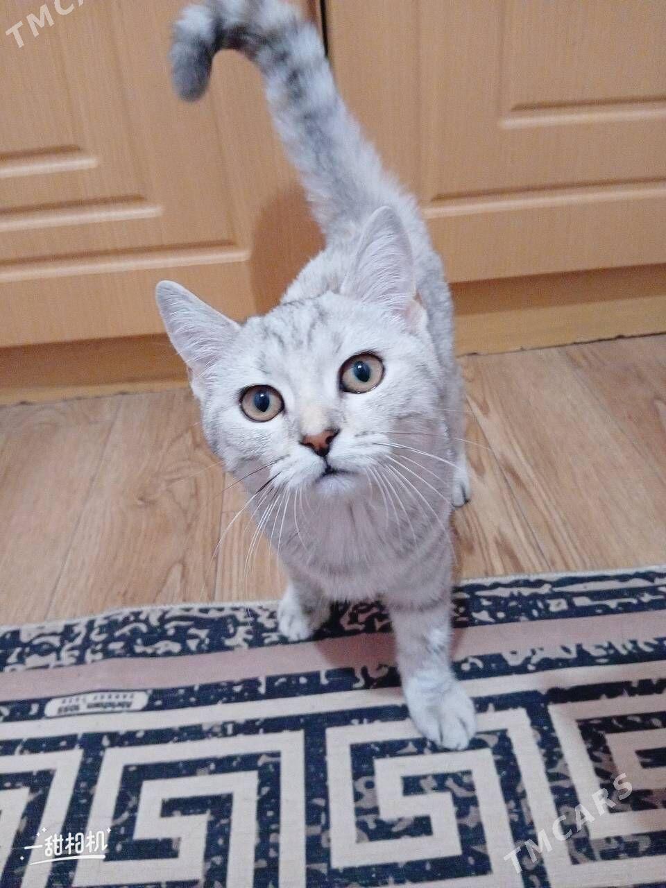 ŞATLANSKI PIŞIK PARODA - Balkanabat - img 1