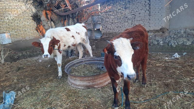 unajyn - Türkmenabat - img 1