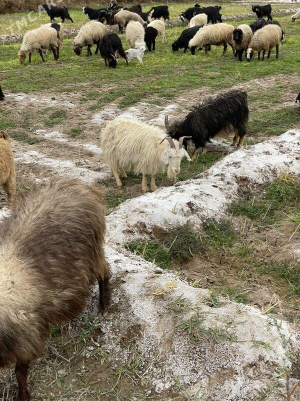 Owlakly we bogaz geci - Бабадайхан - img 1