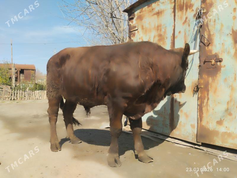 окюз сементал - Туркменабат - img 1