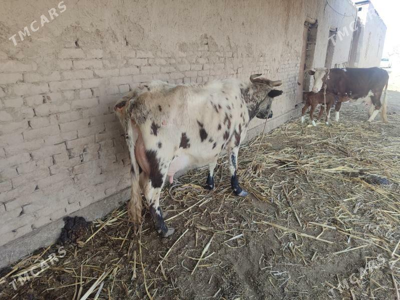 goleli sygyr - Aşgabat - img 1