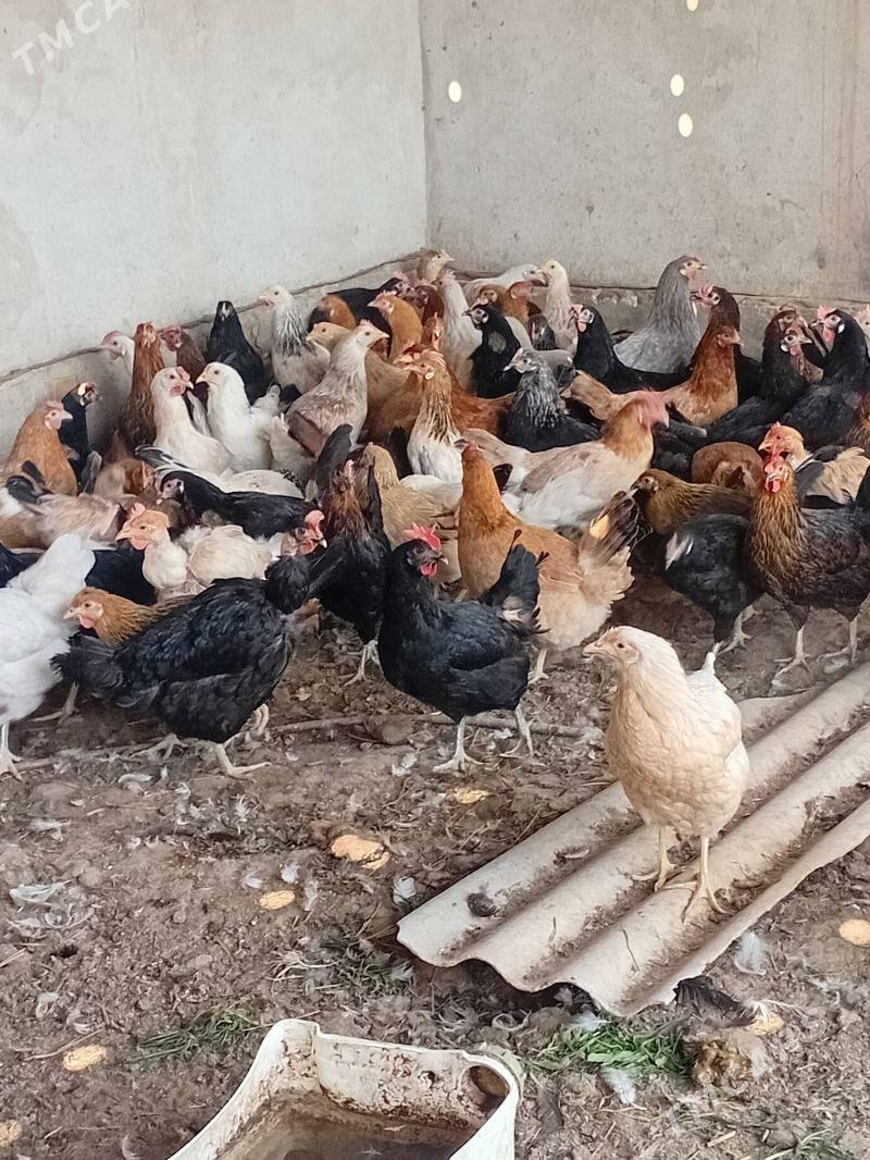 towuk - Халач - img 1