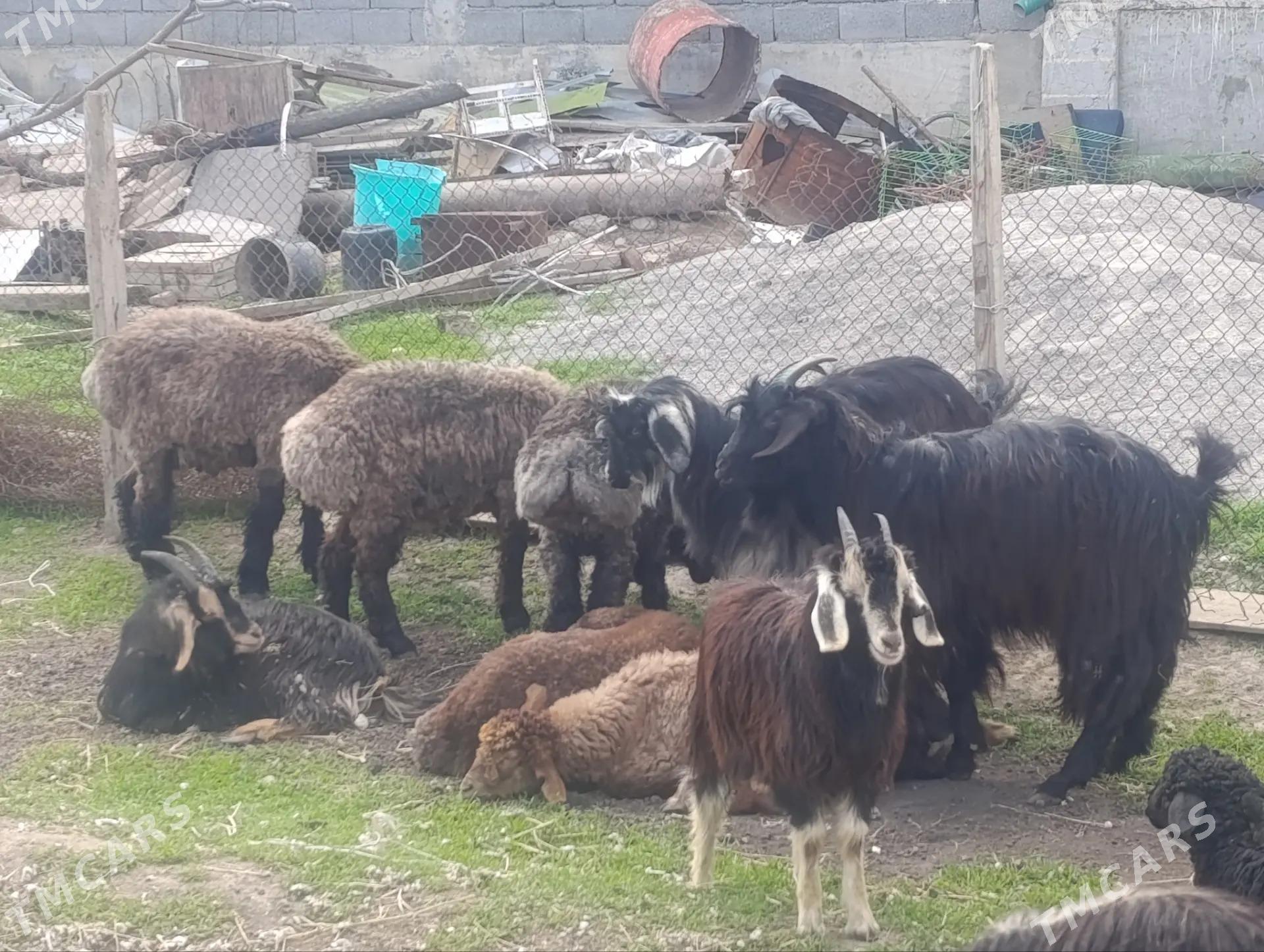 Goyun geci - Bagyr - img 1