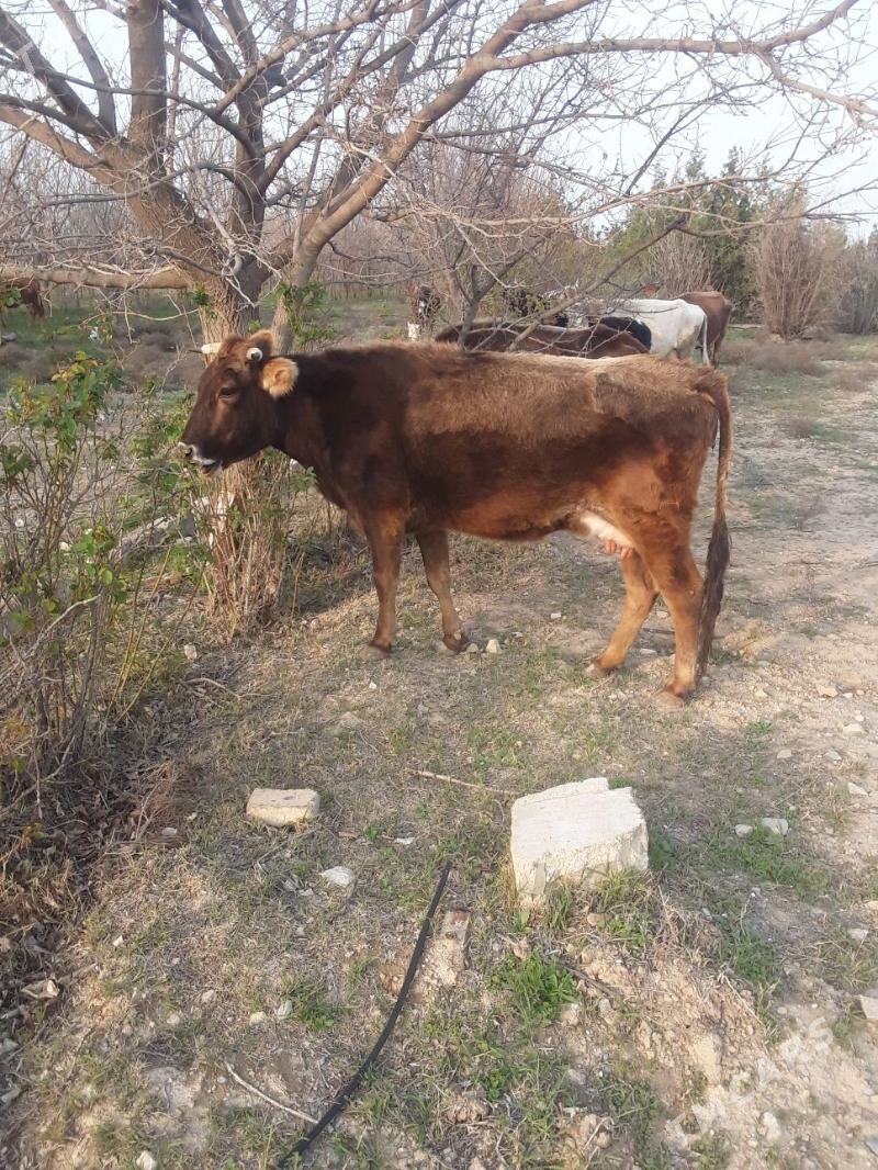 GÒLELI SYGYR - Ашхабад - img 1