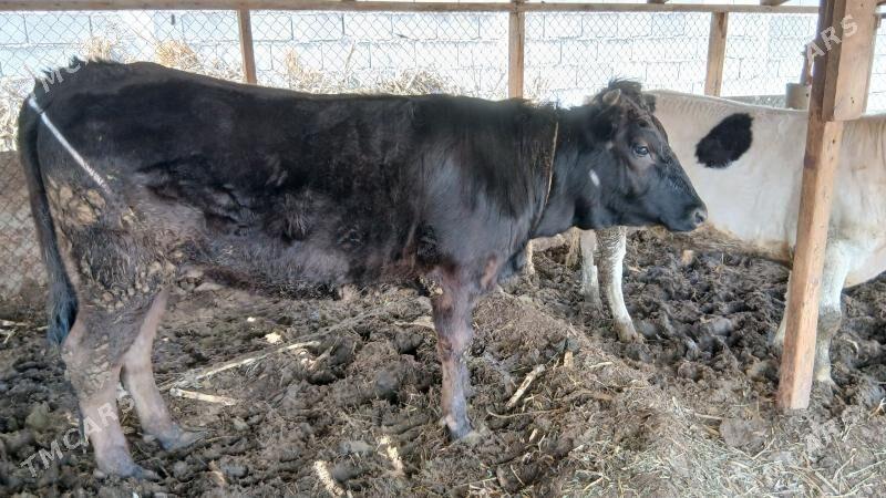 ÝAŞ GOLELER - Бузмеин - img 1