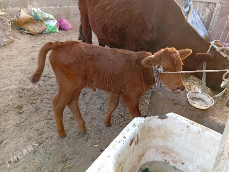 goleli sygyr - Гумдаг - img 1