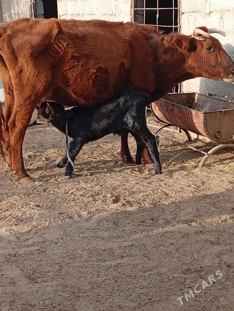 goleli sygyr - Gumdag - img 1