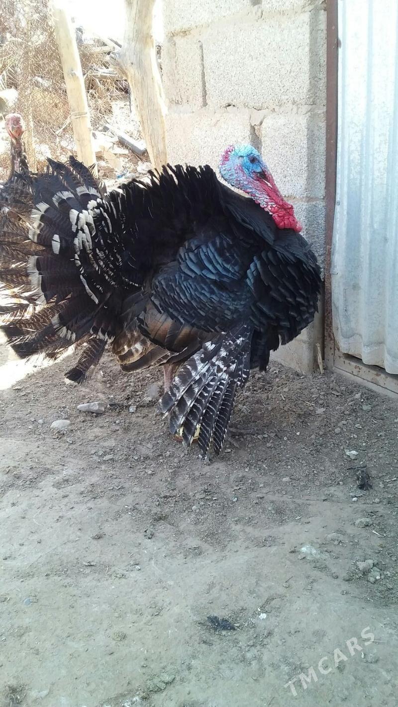 Guşlar - Теджен - img 1