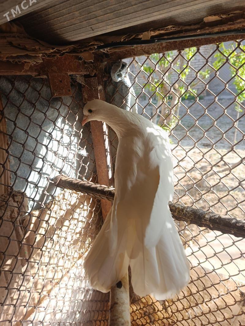 kepderi - Ёлётен - img 1